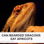 Can Bearded Dragons Eat Apricots