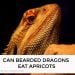 Can Bearded Dragons Eat Apricots