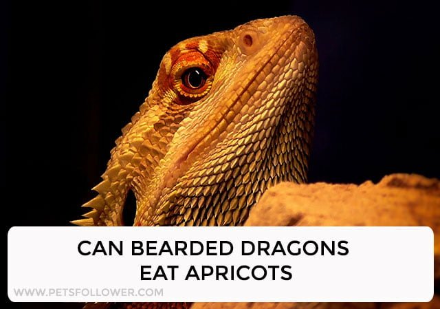 Can Bearded Dragons Eat Apricots