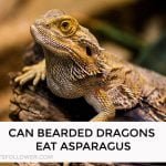 Can Bearded Dragons Eat Asparagus