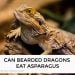 Can Bearded Dragons Eat Asparagus