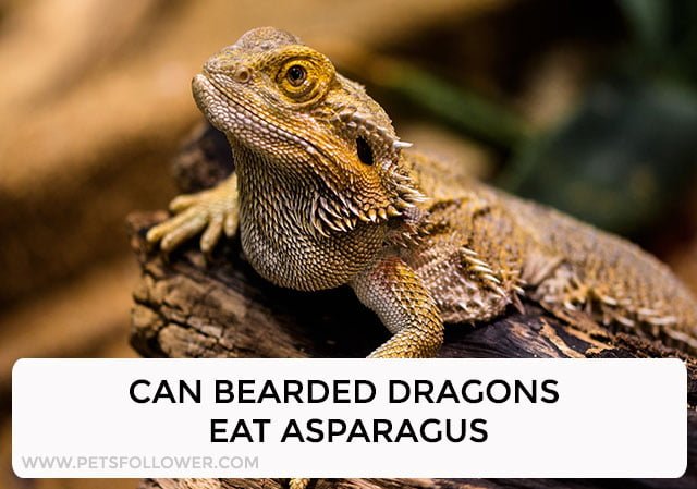 Can Bearded Dragons Eat Asparagus?