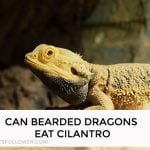 Can Bearded Dragons Eat Cilantro