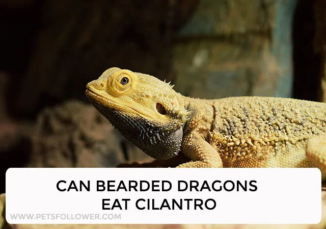 Can Bearded Dragons Eat Cilantro