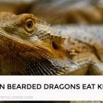 Can Bearded Dragons Eat Kiwi