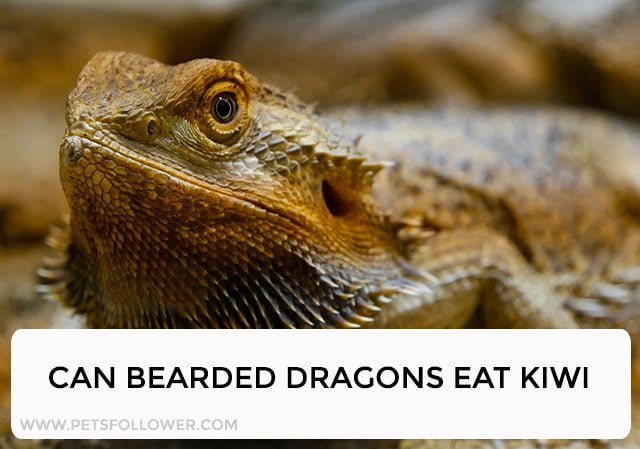 Can Bearded Dragons Eat Kiwi? Understanding the Benefits and Risks