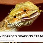 Can Bearded Dragons Eat Mint