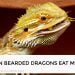 Can Bearded Dragons Eat Mint