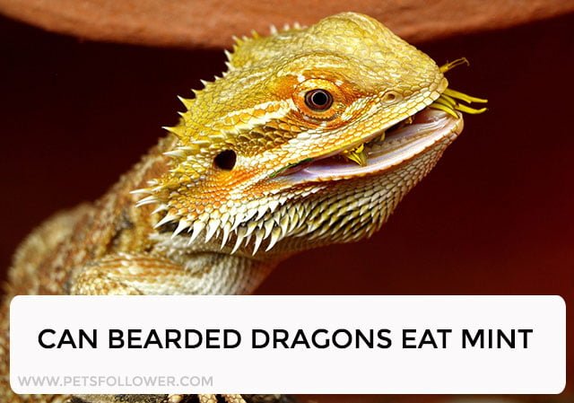 Can Bearded Dragons Eat Mint