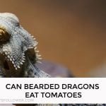 Can Bearded Dragons Eat Tomatoes