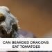 Can Bearded Dragons Eat Tomatoes