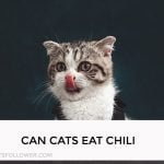 Can Cats Eat Chili