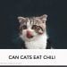 Can Cats Eat Chili