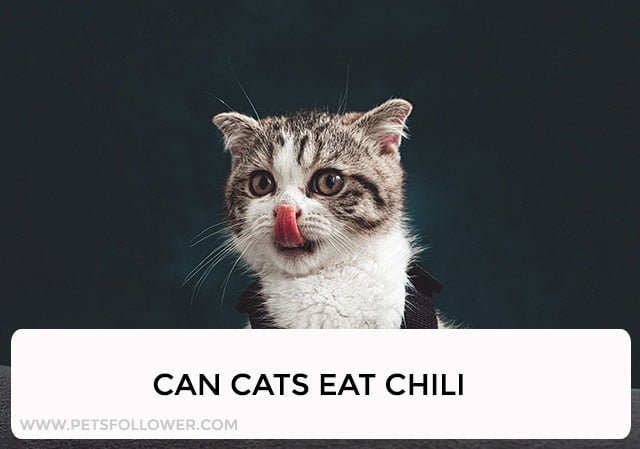 Can Cats Eat Chili