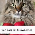 Can Cats Eat Strawberry