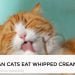 Can Cats Eat Whipped Cream