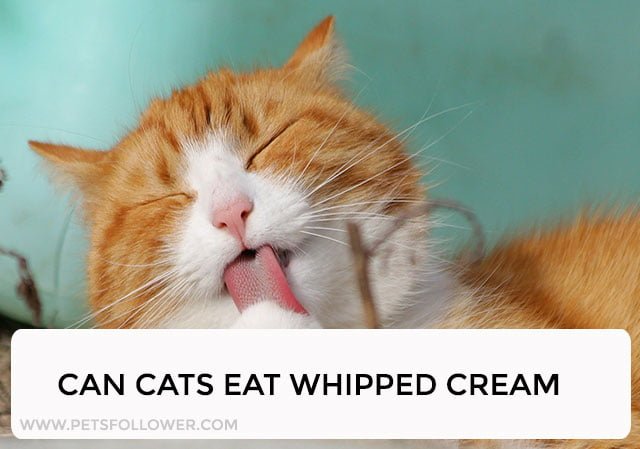 Can Cats Eat Whipped Cream?