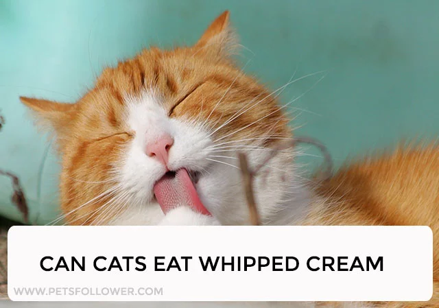 Can Cats Eat Whipped Cream?