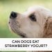 Can Dogs Eat Strawberry Yogurt