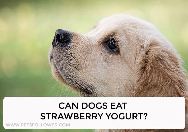 Can Dogs Eat Strawberry Yogurt?