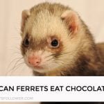 Can Ferrets Eat Chocolate