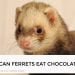 Can Ferrets Eat Chocolate