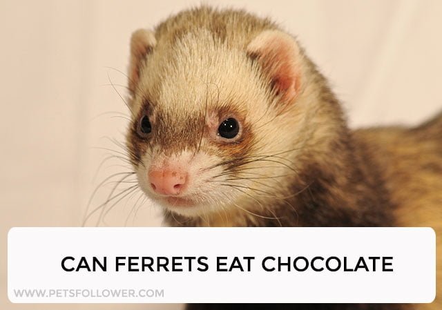 Can Ferrets Eat Chocolate
