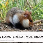 Can Hamsters Eat Mushrooms
