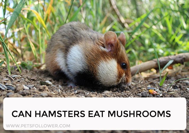 Can Hamsters Eat Mushrooms?