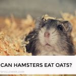 Can Hamsters Eat Oats