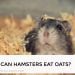 Can Hamsters Eat Oats