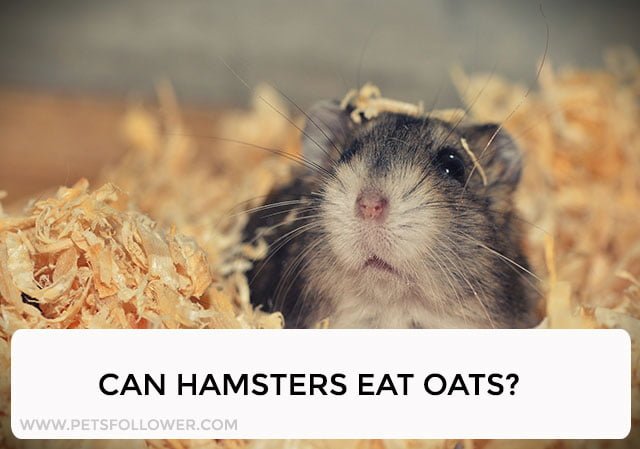Can Hamsters Eat Oats?