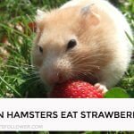 Can Hamsters Eat Strawberry