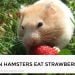 Can Hamsters Eat Strawberry