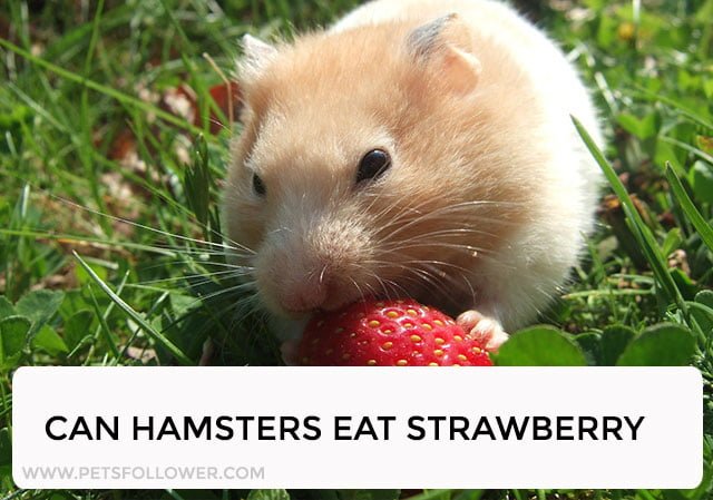 Can Hamsters Eat Strawberry?