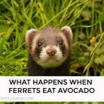 What Happens When Ferrets Eat Avocado