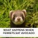 What Happens When Ferrets Eat Avocado