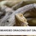 Can Bearded Dragons Eat Grapes