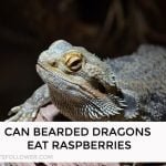 Can Bearded Dragons Eat Raspberries