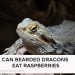 Can Bearded Dragons Eat Raspberries