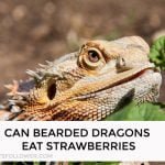Can Bearded Dragons Eat Strawberries