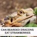 Can Bearded Dragons Eat Strawberries