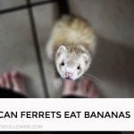 Can Ferrets Eat Bananas