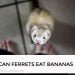 Can Ferrets Eat Bananas