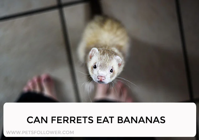 Can Ferrets Eat Bananas