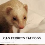 Can Ferrets Eat Eggs