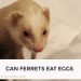 Can Ferrets Eat Eggs