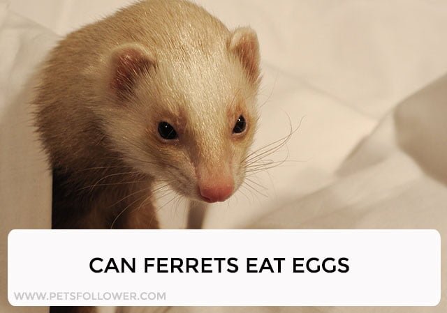 Can Ferrets Eat Eggs?
