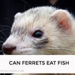 Can Ferrets Eat Fish