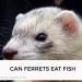 Can Ferrets Eat Fish